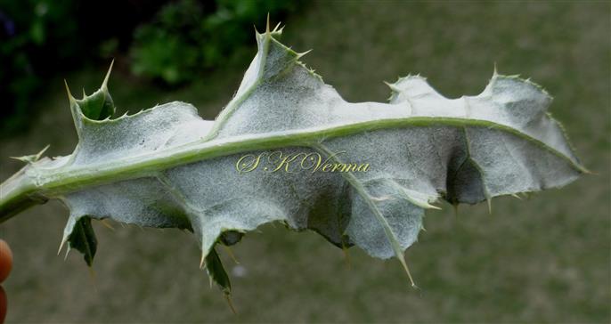  Leaf (Abaxial View)